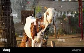 4. Sirohi Goat 1