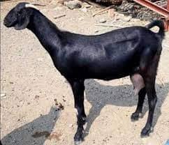 Osmanabadi Goat 1